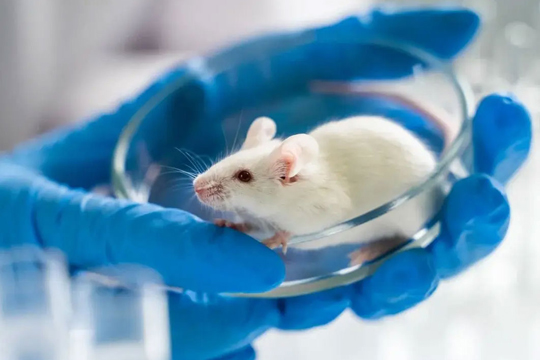 New Product Alert｜Mouse Norovirus Biomarker Control Material, Ensuring Full Process Quality Control for Nucleic Acid Testing