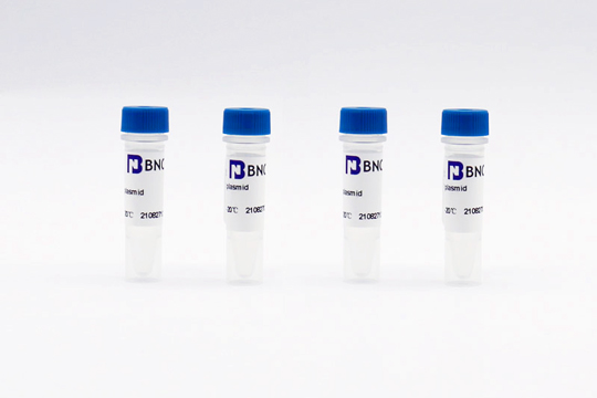 BNCC plasmid product series: unlocking solutions for the full spectrum of molecular experiment needs
