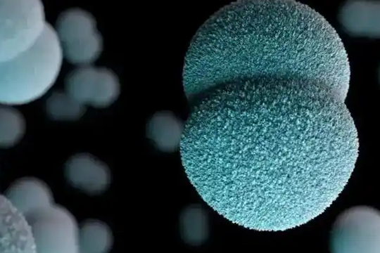 BNCC has launched a series of Neisseria meningitidis quality control products